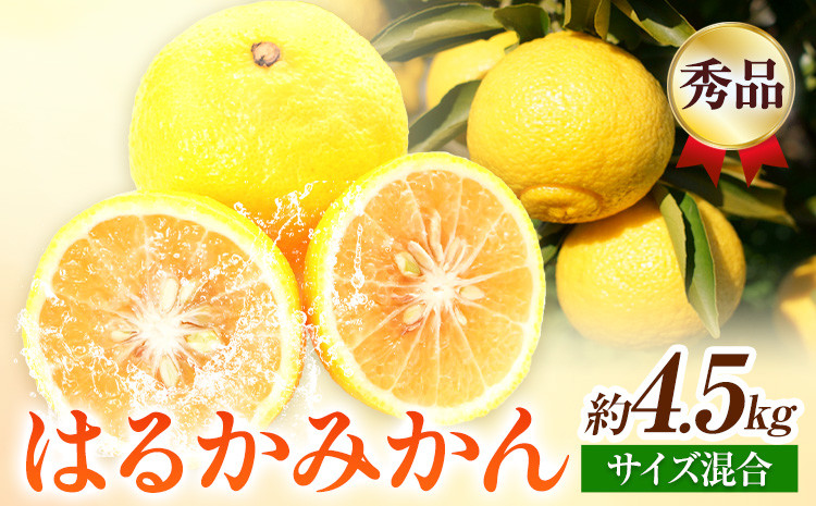 
                  【先行予約】【さわやか柑橘】秀品 和歌山県産 はるかみかん 約4.5kg （サイズ混合）日高川町厳選館《2027年2月中旬～3月中旬頃より出荷予定》和歌山県 日高川町 送料無料 はるか みかん 柑橘 フルーツ 果物
                