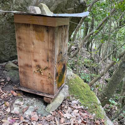 ふるさと納税 美里町 【数量限定】熊本県 美里町 はちみつ 純蜜 900g【中蓮寺農園】 |  | 02