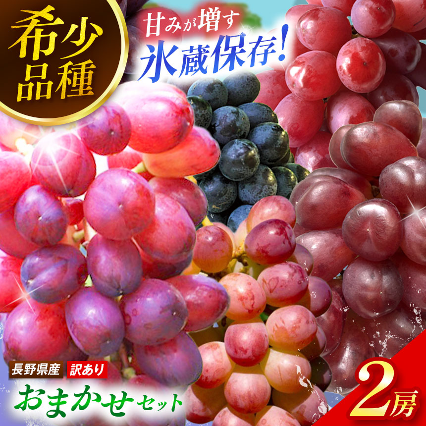 【ふるさと納税】【2027年2月まで発送してます♪】【甘みが増す完熟 氷蔵保存】 訳あり おまかせ♪ 希少品種 2房セット | 果物 くだもの フルーツ 葡萄 ぶどう ブドウ 希少 マイハート BKシードレス 富士の輝き クイーンルージュ® 我が道 コトピー 長野県 塩尻市