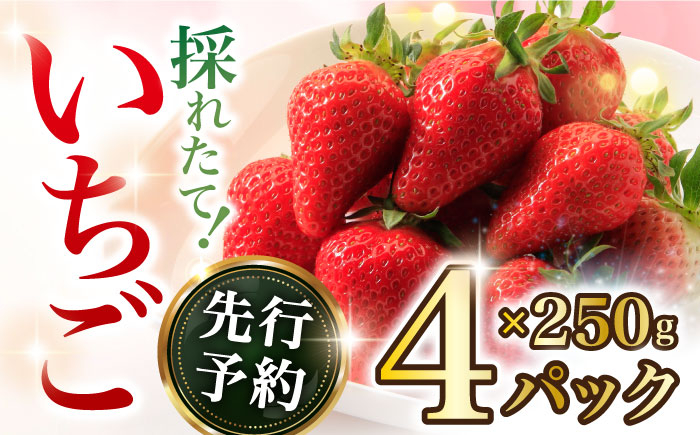 
            【2026年2月上旬～順次発送開始】いちご 1箱 (約250g×4P) 約1kg / いちご 苺 イチゴ ゆめのか さちのか いちご 長崎県産いちご 果物 くだもの フルーツ  / 大村市 / おおむら夢ファームシュシュ[ACAA107]
          