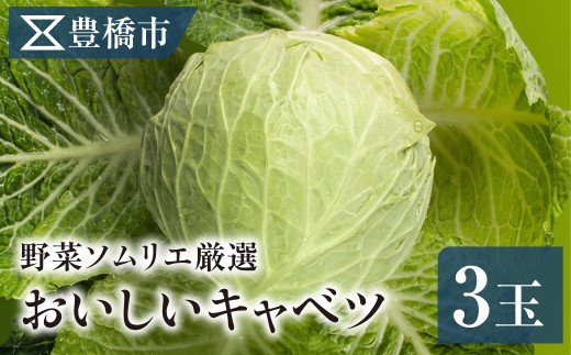 《先行予約》キャベツ 3玉 計3.5kg 8玉サイズ 豊橋市産 産地直送 大一青果 キャベツ 3玉 キャベツ 3玉 キャベツ 3玉 キャベツ 3玉 キャベツ 3玉 キャベツ 3玉 キャベツ 3玉 キャベツ 3玉 キャベツ 3玉 キャベツ キャベツ キャベツ キャベツ 産地直送 野菜 産地直送 野菜 産地直送 野菜 産地直送 野菜