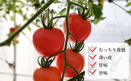 糸島二丈岳 【ふもとのトマト】サイズおまかせ 約1.8kg（専用箱入り） 糸島市 / 株式会社さいかい [AFL002] トマト とまと