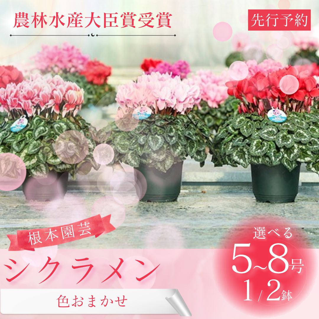 【ふるさと納税】【2026年 先行予約 】 シクラメン 色おまかせ 選べる種類 | 花 お花 ガーデンシクラメン おまかせ 花ギフト フラワーギフト 鉢花 鉢植え ギフト プレゼント 贈答 農林水産大臣賞受賞 根本園芸 aj011