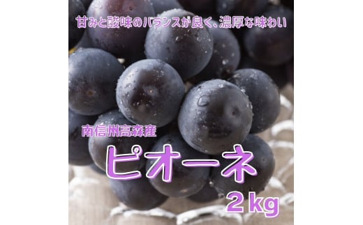 
            【南信州高森産】ピオーネ 2㎏ 2025年9月中旬より発送 長野県 信州 農家直送 果物 くだもの ぶどう 旬のぶどう 山吹ぶどう狩り組合
          
