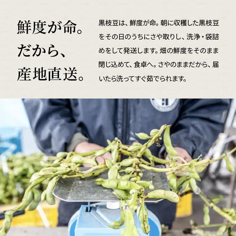 寄付額見直し〈予約〉丹波黒枝豆 2.5kg (500g×5）小分け 枝豆