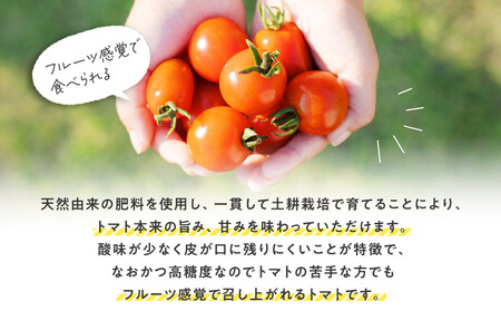 347.鬼のとまと◇　※2025年6月上旬～10月下旬頃に順次発送予定