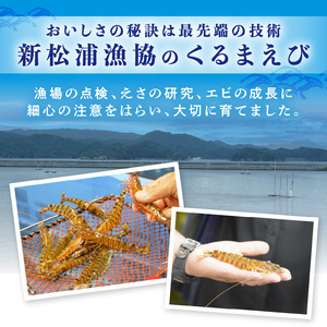 加熱用 活き〆冷凍福島くるまえび500g( 車エビ クルマエビ くるまえび えび エビ 海老 加熱用 )【B1-192】