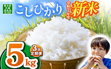 【栃木県共通返礼品】【令和7年度新米先行予約】栃木県産コシヒカリ 15kg |定期便 選べる 10月発送 11月発送 12月発送 ふるさと 納税 コシヒカリ お米 精米 白米 玄米 大粒 共通返礼品 送料無料 那珂川町 栃木県