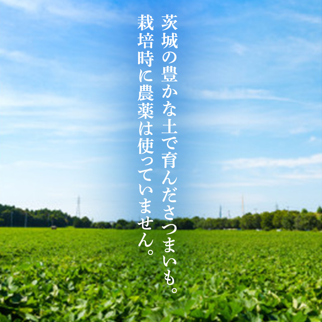 干し芋＜丸干し＞ こだわりの天日干し 600g(13本前後) 2袋 1200