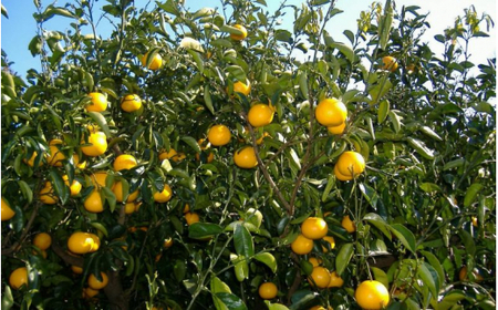 和歌山由良町産 さつきはっさく 約10kg 赤秀・青秀 サイズ混合 【訳あり ご家庭用 キズあり】/ 八朔 柑橘 果物 くだもの フルーツ 【sml139】