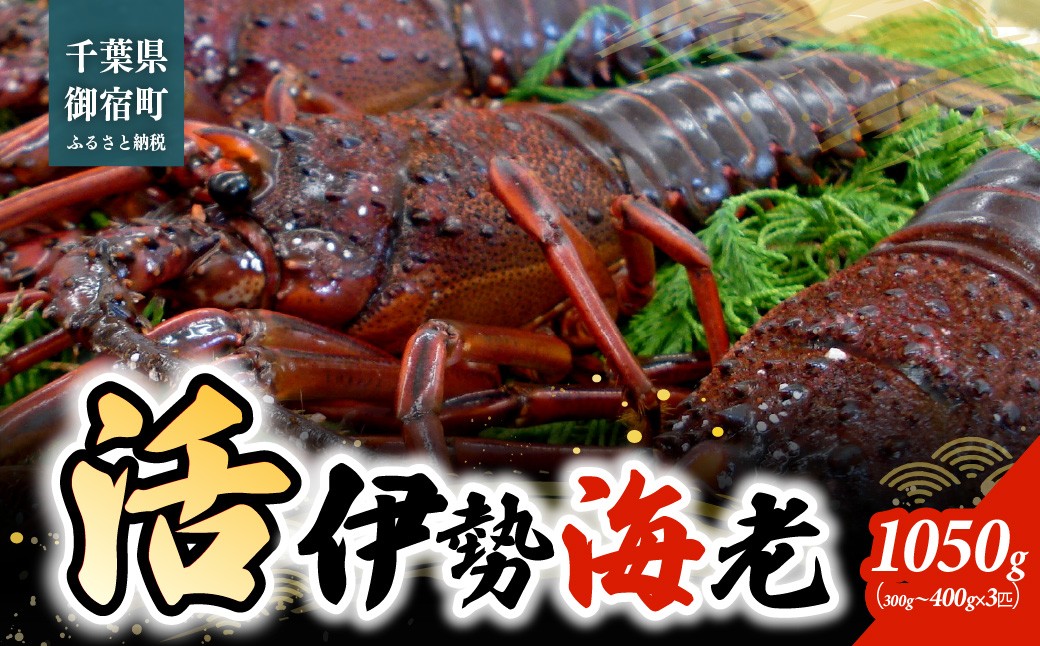 
                  活伊勢海老1050ｇ（300～400ｇ×3匹）  ONJB045
                