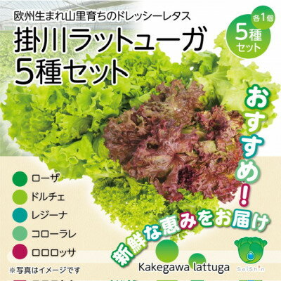 【ふるさと納税】【5種×1株セット】湧き水で育ったこだわりリーフレタス「掛川ラットューガ」【配送不可地域：離島・北海道・沖縄県・四国・九州】【1694968】