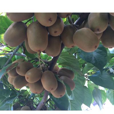 ふるさと納税 観音寺市 さぬきキウイっこ　約2kg |  | 01