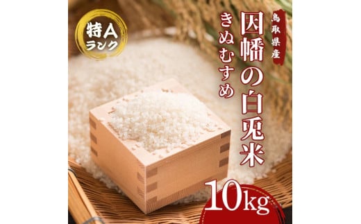 因幡の白兎米 きぬむすめ 令和7年度産 精米済 10kg（5kg×2袋）