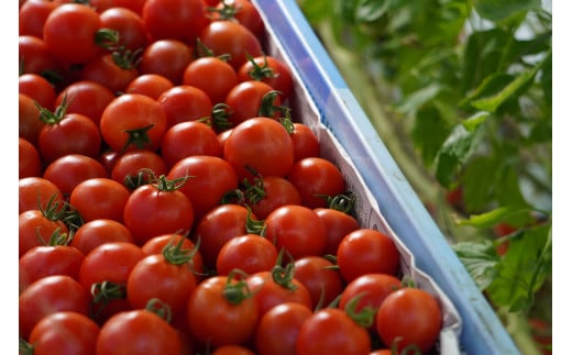 ピザ マルゲリータ 手作りピザ 冷凍ピザ 3枚 高糖度 フルーツトマト チーズ モッツァレラチーズ 朝採れ フレッシュ バジル トマト トマトソース 濃縮 tomato 野菜 やさい yasai 瞬間