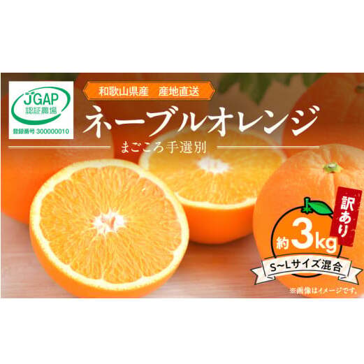 【2027年先行予約】和歌山県産 ネーブルオレンジ 【訳あり 家庭用】3kg サイズ混合【まごころ手選別】_ZE6443
