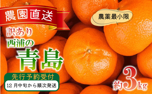 訳あり みかん 青島 3kg 木負観光みかん園 蜜柑 柑橘 フルーツ 旬 果物 くだもの 訳ありみかん 青島みかん ミカン みかん オレンジ  国産 産地直送 季節限定 西浦 沼津市 静岡県