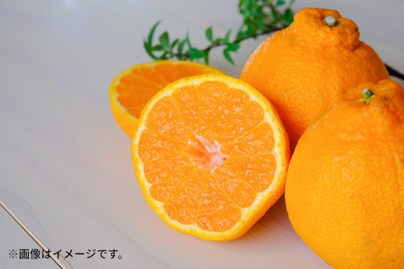 【ふるさと納税】 みかん デコポン 濃厚ぷりっぷりっデコポン 厳選 約3kg [ 不知火 フルーツ 果物 果実 濃厚 柑橘 デザート スイーツ 食品 国産 香川県 三豊市 お取り寄せ ギフト プレゼン