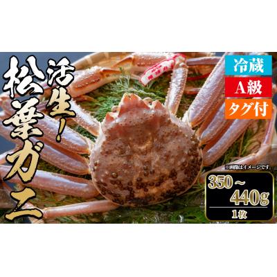 ふるさと納税 境港市 <11月中旬〜3月中旬発送予定>松葉ガニ 活生(350〜440g・1枚)