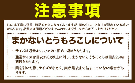 【先行予約】とうもろこし約3kg老沼利治《6月中旬-7月中旬頃出荷》朝採れスイートコーン