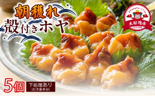 大船渡産 冷蔵 活ホヤ 5個  [下処理あり] 産地直送 ほや 海鮮 簡単 すぐ食べれる 大船渡市