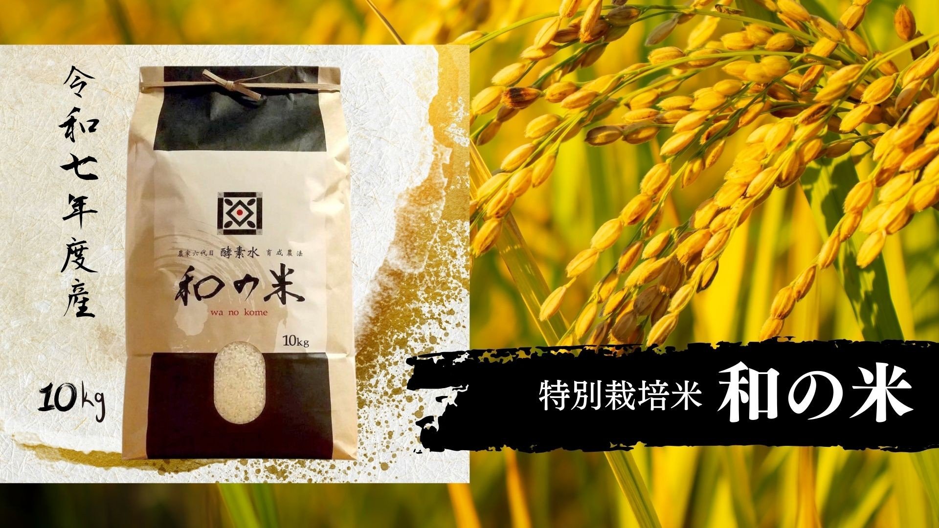 
            《 令和7年産 》和の米　「酵素米」　精米10kg ／ 米 こめ コメ お米 おこめ コシヒカリ こしひかり 和の米 酵素米 特別栽培認証 新米 白米 精米 ごはん ご飯 令和7年産 10kg 茨城県 利根町 送料無料
          