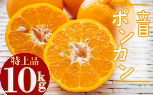 【2026年2月より発送】高知県産 立目 ぽんかん みかん 柑橘 特上品 10kg 贈答用 KJS026