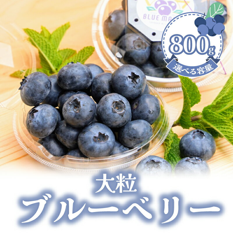 【ふるさと納税】 （先行予約） フレッシュ 大粒ブルーベリー 800 g（100g×8パック） ふるさと納税 ブルーベリー 大粒 特大 フルーツ 果物 くだもの ジャム ヨーグルト チーズケーキ 銚子産 千葉県 銚子 AGRIMOVADO アグリモバード 4月下旬から5月末頃まで発送