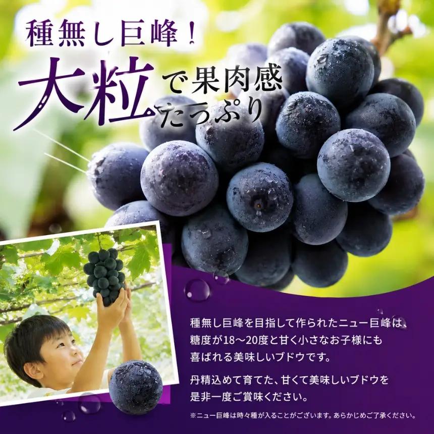 【先行予約】【数量限定】宮内果樹観光園のニュー巨峰 約2kg ぶどう 4房程度 | フルーツ 果物 くだもの ブドウ 葡萄 巨峰 ニュー巨峰 産地直送 国産 大分県 中津市
