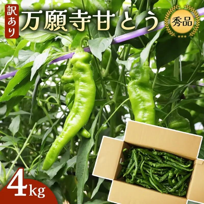 【訳あり】 万願寺甘とう 秀品 4kg | 万願寺とうがらし 訳あり野菜 京野菜