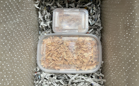 ヘラクレス 尾花沢市産 昆虫の王様 ヘラクレスオオカブト カブトムシ オス メス 成虫 2匹 約150mm (山形県産 )kb-blhap150