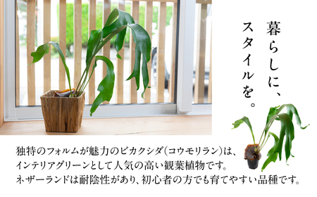 ビカクシダ ネザーランド 土植え 規格外品(3寸) 1鉢 コウモリラン 観葉植物