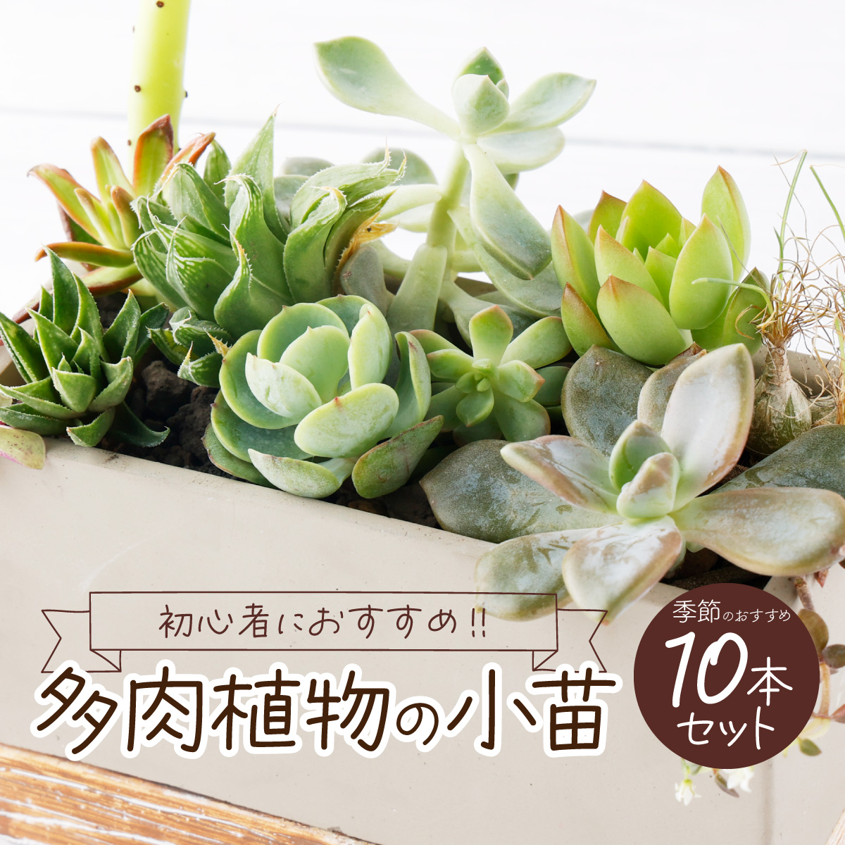 【初心者におすすめ】多肉植物の小苗１０本セット（１０種類アソート）