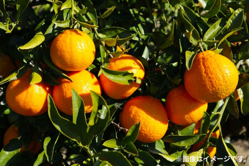 【ふるさと納税】 みかん デコポン 濃厚ぷりっぷりっデコポン 厳選 約3kg [ 不知火 フルーツ 果物 果実 濃厚 柑橘 デザート スイーツ 食品 国産 香川県 三豊市 お取り寄せ ギフト プレゼン