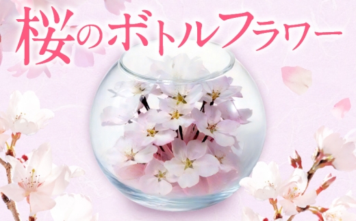 桜のボトルフラワー _ ドライフラワー 桜 ボトルフラワー ソメイヨシノ 満開の桜のようにデザイン ガラス容器 おしゃれ インテリア 花 ドライ加工 入学祝 卒業祝 合格祝 就職祝 旅立ち お祝い 記念 ギフト用 久留米市 送料無料 _ Qb044