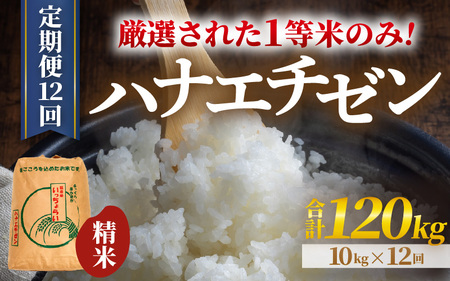 【先行予約】【令和7年産・新米】【一等米】＜定期便12回＞ ハナエチゼン 精米 10kg × 12回（120kg）《発送直前精米！》《発送直前精米！》 ／ ブランド米 華越前 ご飯 お米 白米 新鮮 あわら市産 農家直送 大賞 受賞 新米 【2025年9月上旬より順次発送予定】 [aw012-o004]