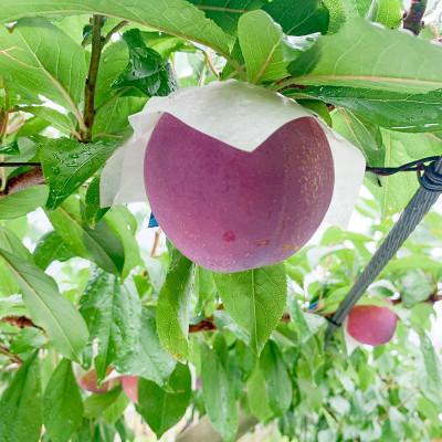 ふるさと納税 甲州市 すもも(貴陽)│7〜9玉(合計1.5kg程度) |  | 02