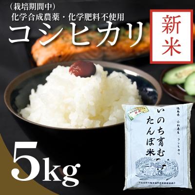 ふるさと納税 小松島市 【令和7年産新米先行受付】お米 5kg コシヒカリ 新米 令和7年産 米 こめ ご飯 ごはん