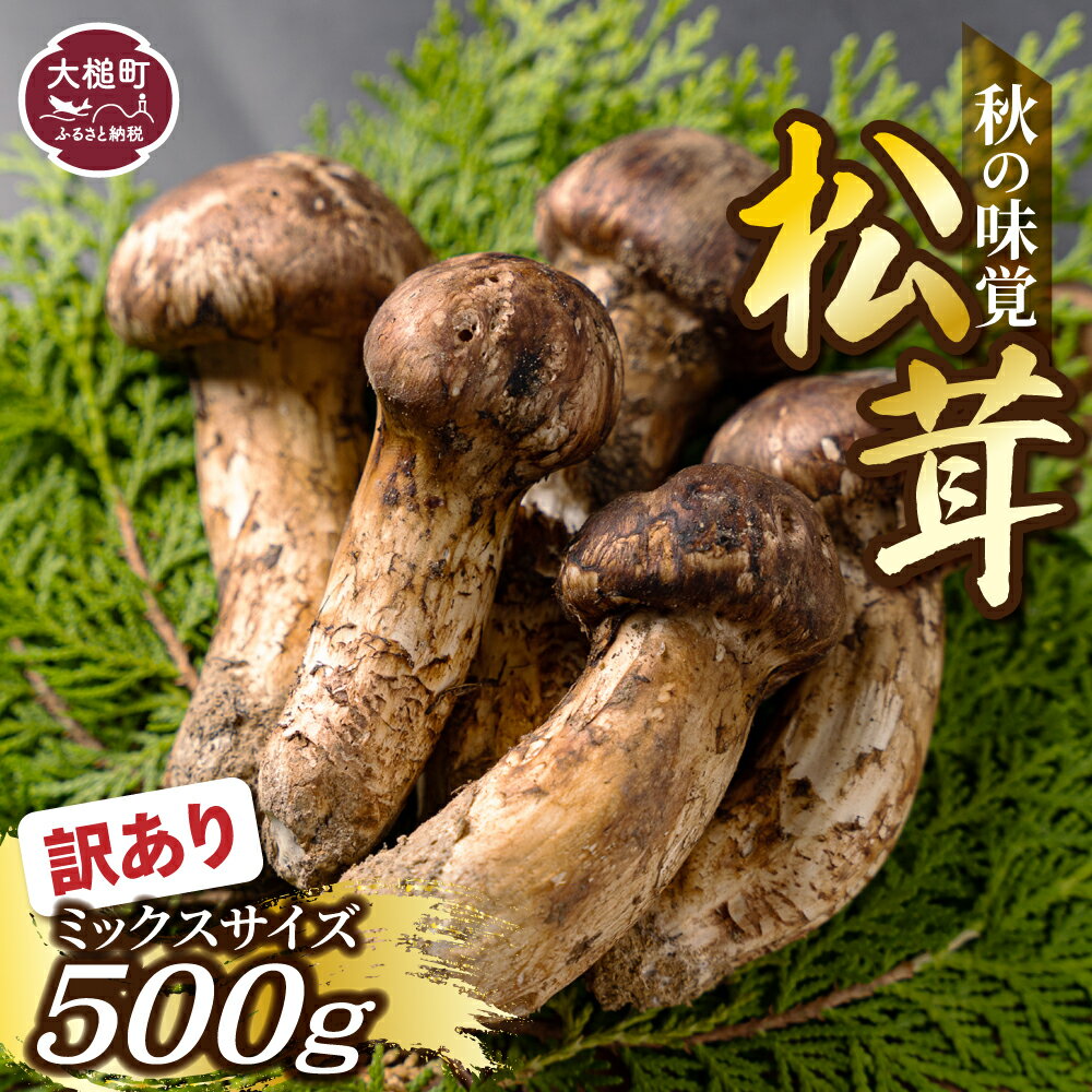 【ふるさと納税】【先行予約｜令和8年10月より発送】【訳あり】松茸 500g 岩手 県 産 国産 まつたけ マツタケ 期間限定 ミックス サイズ 岩手県大槌町 土瓶 蒸し 天然 季節限定 産地直送 希少 採れたて 山の幸 きのこ キノコ MOMIJI 送料無料 国内産
