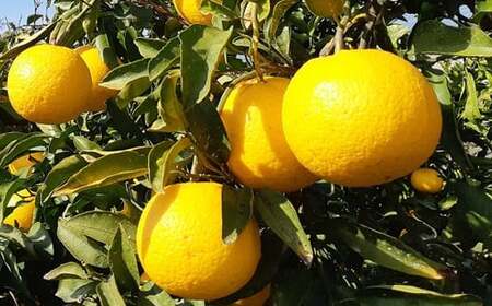 【先行予約】星タンゴール5kg ※4月上旬より出荷開始予定 柑橘柑橘柑橘 