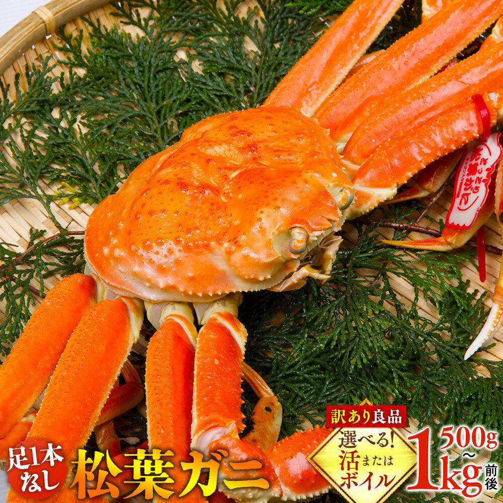 【ふるさと納税】【選べる！活またはボイル】足1本なし 訳あり 松葉ガニ 特大1枚（900g～1kg前後）【着日指定不可】※2025年11月上旬～2026年3月下旬に順次発送予定 | 蟹 かに 松葉ガニ 松葉蟹 国産 訳あり 家庭用 鳥取県産 北栄町 おすすめ 人気