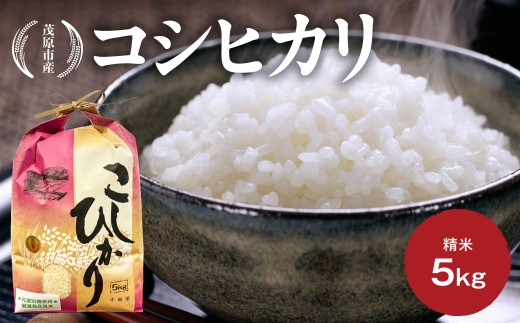 コシヒカリ　精米　5kg 【 米 精米 新米 コメ こしひかり 千葉県 茂原市 送料無料 ふるさと納税 】MBBK001