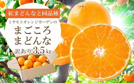 ＜2025年発送＞紅まどんなと同品種!愛媛果試28号 3.5kg＜訳あり＞＜D25-133＞【1166250】