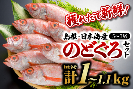 【先行受付】 のどぐろ5～7尾(約1kg～1.1kg) 鮮魚セットF 【2026年9月以降順次発送】 | 鮮魚 新鮮 魚介 のどぐろ ノドグロ 島根のどぐろ 焼き魚 煮付け 鮮魚 新鮮 海鮮(6月～8月下旬まで禁漁) YM-6