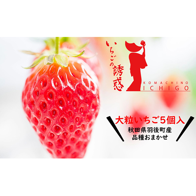 秋田県 羽後町産  大粒いちご「いちごの誘惑」5個入 【 苺 イチゴ いちご 果物 フルーツ スイーツ 章姫 紅ほっぺ かおり野 厳選 ジューシー 甘い 】