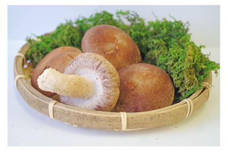 大垣椎茸 肉厚・ジューシー　1kg | しいたけ 椎茸 しいたけ