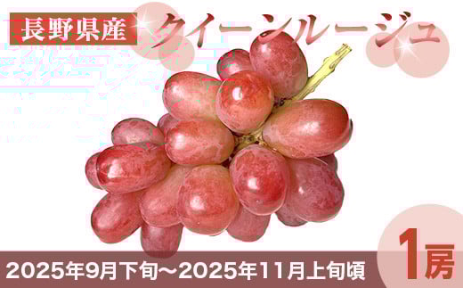 
J1115 長野市産 クイーンルージュ 1房(約450g) 果物 くだもの フルーツ 葡萄 ぶどう ブドウ 人気 長野県 長野市
