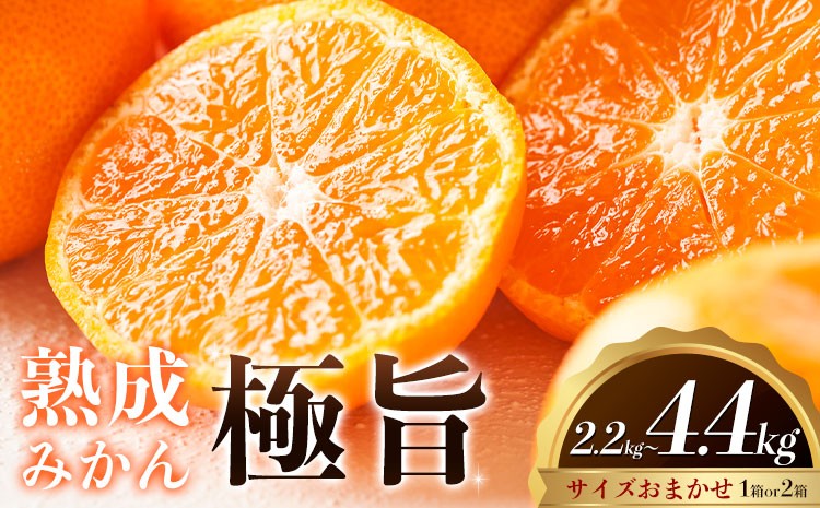 
                  熟成みかん『極旨』1箱or2箱 廣畠農園《2月初旬-2月末頃出荷予定》徳島県 佐那河内村 みかん ミカン 蜜柑 柑橘 箱入り 化粧箱 フルーツ 果物 くだもの 贈答 【配送不可地域あり】※離島
                