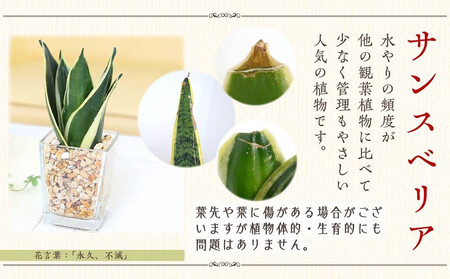 【観葉植物】土を使わないで清潔なミニ観葉植物 ゼオライト植え・ガラス鉢 キューブ形 2鉢セット（パキラとサンスベリア）｜観葉植物 インテリア 部屋 おしゃれ 福岡県筑前町 送料無料