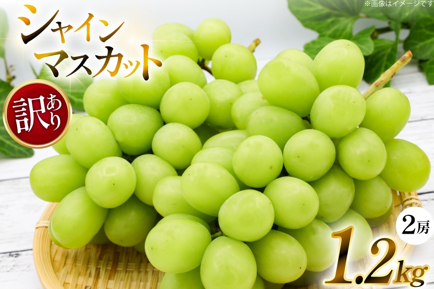 
            【期間限定発送】 シャインマスカット 訳あり 2房 1.2kg [安達長作 山形県 高畠町 tk06ays990002] 箱詰め フルーツ 果物 くだもの ぶどう ブドウ 葡萄 1.2キロ 甘い
          
